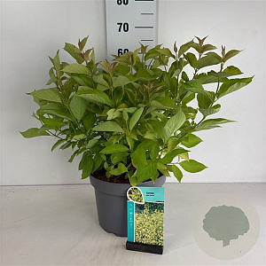 Cornus alba 'Aurea' 60-80 cm 10L