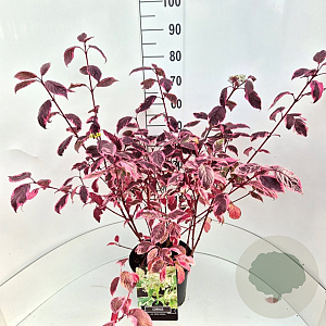 Cornus alba 'Sibirica Variegata' 60-80 cm 10L