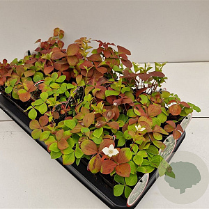 Cornus canadensis GM P9