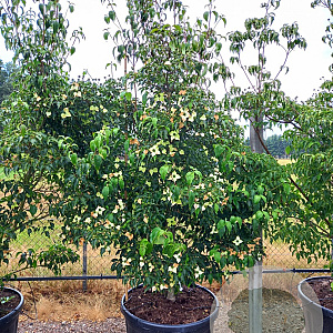 Cornus k. 'Milky Way' 200-225 cm cont. 110L solitair