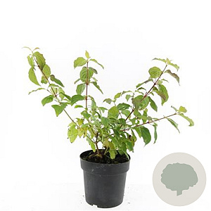 Cornus sang. 'Anny's Winter Orange' GM 2,0L