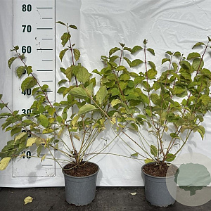 Cornus sang. 'Midwinter Fire' 40-60 cm 2,0L