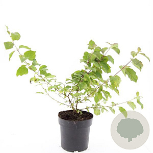 Cornus sang. 'Midwinter Fire' GM 2,0L