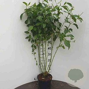 Cornus sericea 'Flaviramea' 80-100 cm 2,0L