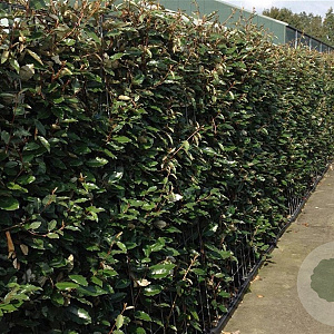 Elaeagnus ebb. 'Compacta' 60-80 cm 10L