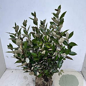Elaeagnus ebb. 'Compacta' 100-120 cm met kluit