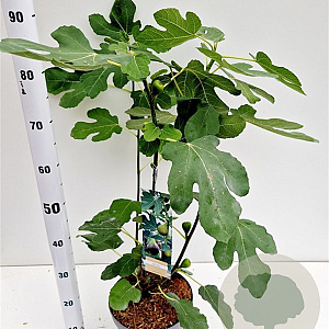 Ficus car. 'Brown Turkey' 40-50 cm 5,0L