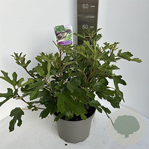 Ficus car. Little Miss Figgy 40-50 cm 5,0L