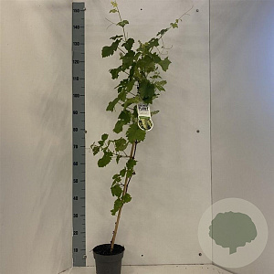 Vitis 'Vroege van der Laan' 70 cm 2,0L met stok