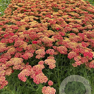 Achillea m. 'Paprika' GM 2,0L