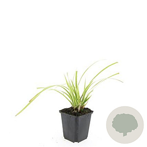 Carex morrowii 'Aureovariegata' GM P9