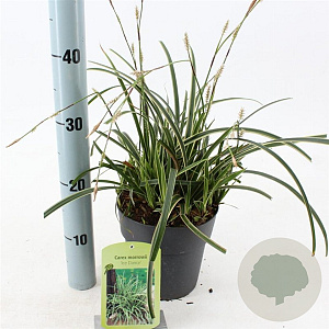 Carex morrowii 'Ice Dance' 20-25 cm 2,0L