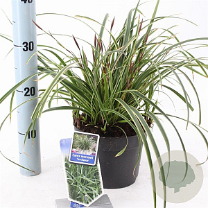 Carex morrowii 'Ice Dance' 20-25 cm 2,0L
