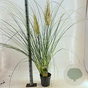 Cortaderia s. 'Pumila' 50-60 cm 6,5L