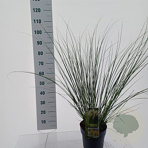 Cortaderia s. 'Pumila' 50-60 cm 6,5L