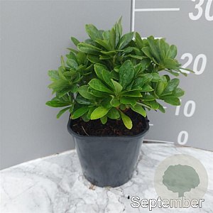 Euphorbia amygdal. robbiae GM 2,0L