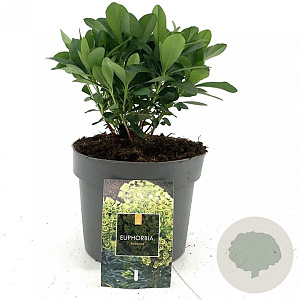 Euphorbia amygdal. robbiae GM 2,0L