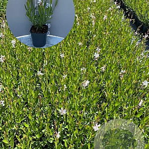 Gaura l. 'Whirling Butterflies' GM 2,0L