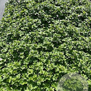 Geranium Dreamland GM 2,0L