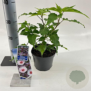 Digitalis purp. Excelsior Hybrids 30-40 cm 2,0L