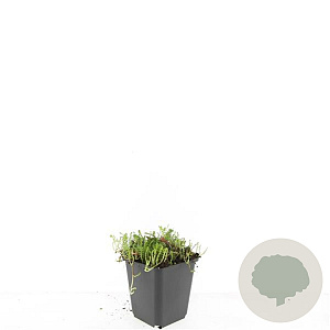 Leptinella squalida GM P9