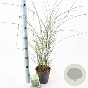 Miscanthus sin. 'Gracillimus' 30-60 cm 2,0L