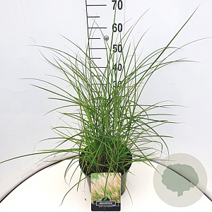 Miscanthus sin. 'Kleine Silbersp.' 50-60 cm 20L