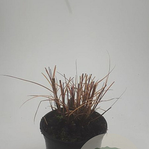 Miscanthus sin. 'Kleine Silbersp.' GM C1.3