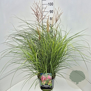 Miscanthus sin. 'Red Chief' 80-100 cm 10L
