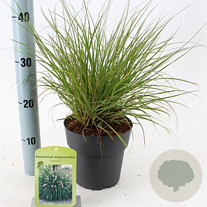 Pennisetum al. 'Hameln' 25-30 cm 2,0L