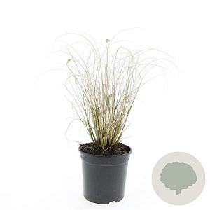 Pennisetum al. 'Hameln' GM 1.5