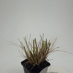 Pennisetum al. 'Hameln' GM P9