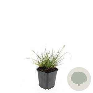 Pennisetum al. 'Little Bunny' GM P9