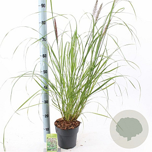 Pennisetum al. 'Redhead' 25-30 cm 2,0L