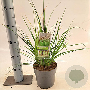 Pennisetum alopecuroides viridesc. 25-30 cm 2,0L