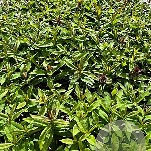 Phlox (P) 'Bright Eyes' GM 2,0L