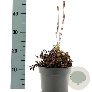 Sanguisorba o. 'Pink Tanna' GM 2,0L