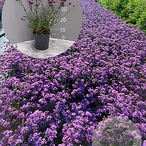 Verbena bon. 'Lollipop' GM 2,0L