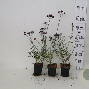 Verbena bon. 'Lollipop' GM P9