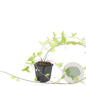 Vinca major 'Alba' GM P9