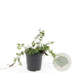 Vinca minor 'Alba' GM C1.3