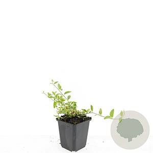 Vinca minor 'Aureovariegata' GM P9