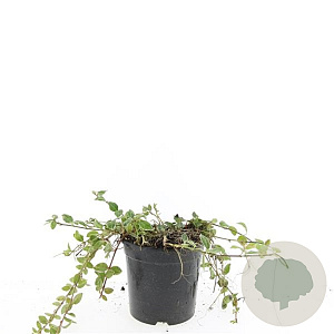 Vinca minor 'Ralph Shugert' GM C1.3