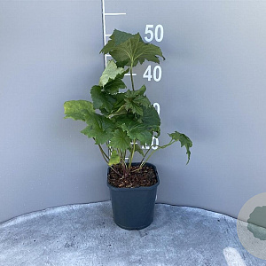 Anemone h. 'September Charm' GM 2,0L