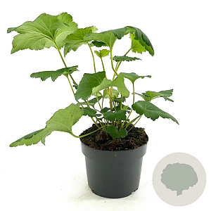 Anemone h. 'September Charm' GM 2,0L