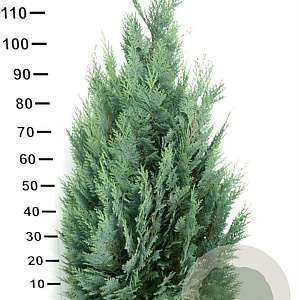 Chamaecyparis l. 'Columnaris' 100-120 cm met kluit