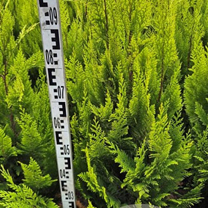 Chamaecyparis l. 'Ivonne' 80-100 cm met kluit