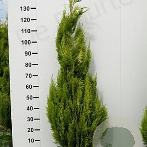 Chamaecyparis l. 'Ivonne' 120-140 cm met kluit