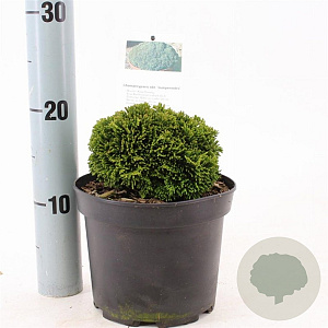 Chamaecyparis o. 'Juniperoides' 12-15 cm 2,0L