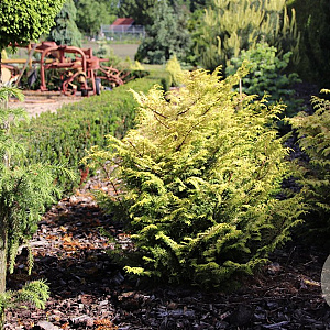 Chamaecyparis o. 'Melody' 20-25 cm 3,0L